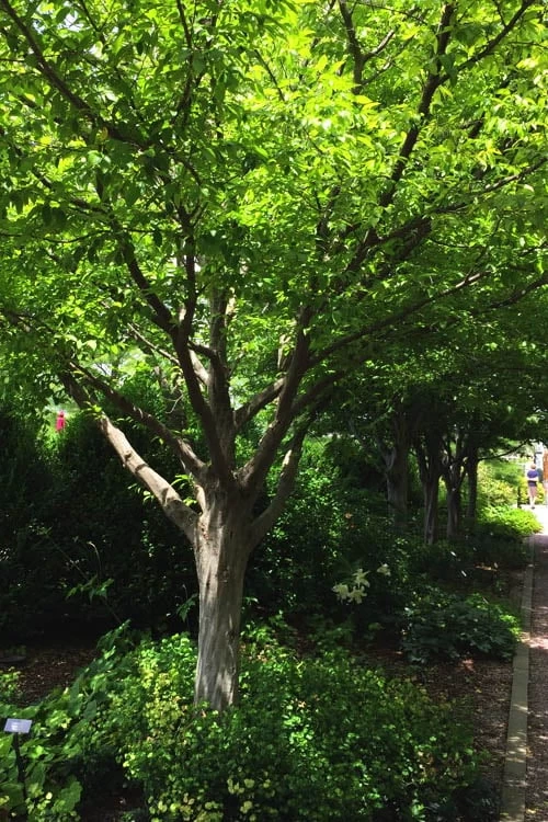 American Hornbeam (Ironwood Tree) - 1 Gallon Pot - Image 7