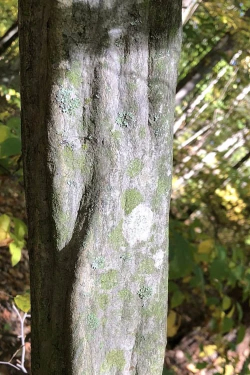 American Hornbeam (Ironwood Tree) - 1 Gallon Pot - Image 8