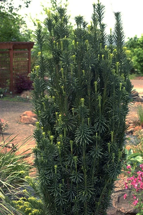 Upright Japanese Plum Yew - Cephalotaxus Harringtonia 'Fastigiata' - 1 Gallon Pot - Image 5