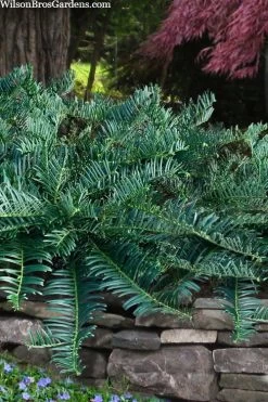 Creeping Japanese Plum Yew (Cephalotaxus Harringtonia 'Prostrata') - 2.5 Gallon Pot