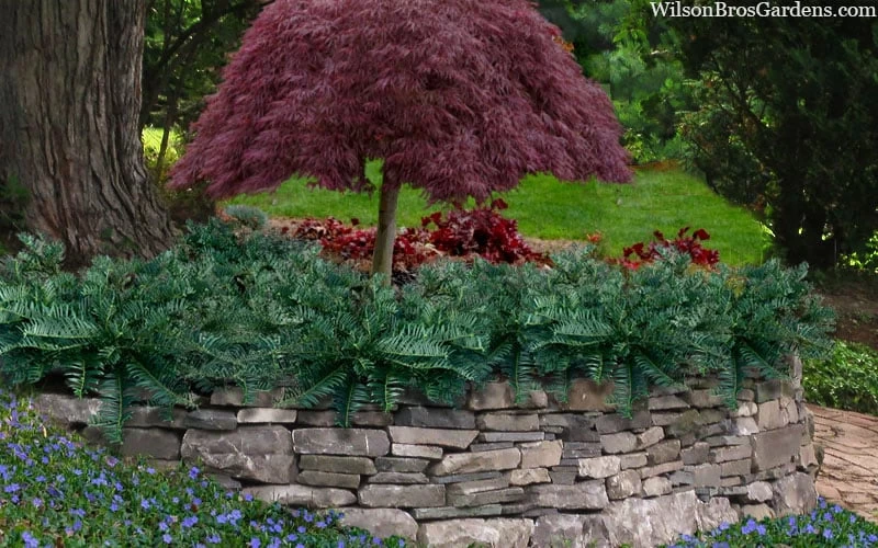 Creeping Japanese Plum Yew (Cephalotaxus Harringtonia 'Prostrata') - 2.5 Gallon Pot - Image 4
