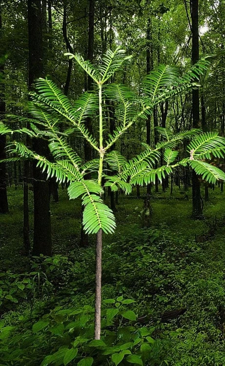 Japanese Plum Yew Tree (Cephalotaxus Harringtonia) - 3 Gallon Pot - Image 4