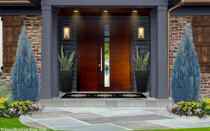 Blue Surprise Lawson Cypress (Chamaecyparis Lawsoniana) - 2 Gallon Pot - Image 4