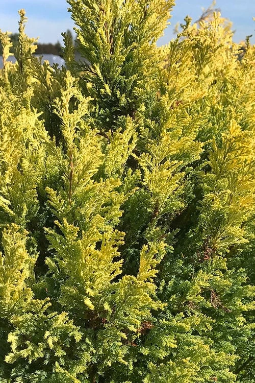 Golden Surprise Lawson Cypress - 2 Gallon Pot - Image 4