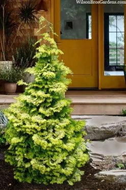 Confucius Golden Hinoki Cypress (Chamaecyparis Obtusa) - 1 Gallon Pot