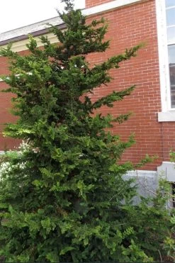 Fernspray Hinoki Cypress - 3 Gallon Pot