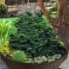 Leprechaun Miniature Hinoki Cypress (Chameacyparis Obtusa) - 1 Gallon Pot