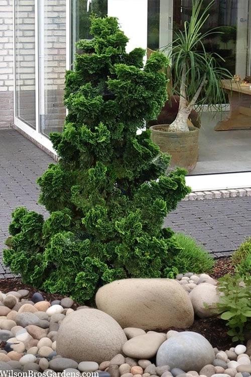 Dwarf Hinoki Cypress (Chamaecyparis Obtusa 'Nana Gracilis') - 3 Gallon Pot - Image 5