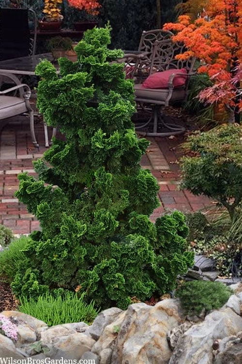 Dwarf Hinoki Cypress (Chamaecyparis Obtusa 'Nana Gracilis') - 3 Gallon Pot