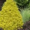 Gold Mop Threadleaf Cypress - 6 Pack Of 1 Gallon Pots