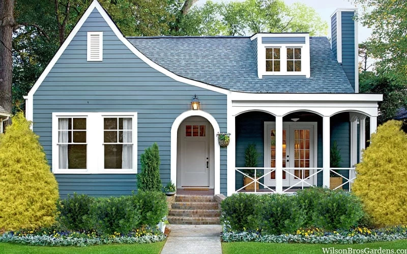 Gold Mop Threadleaf Cypress - 1 Gallon Pot - Image 4