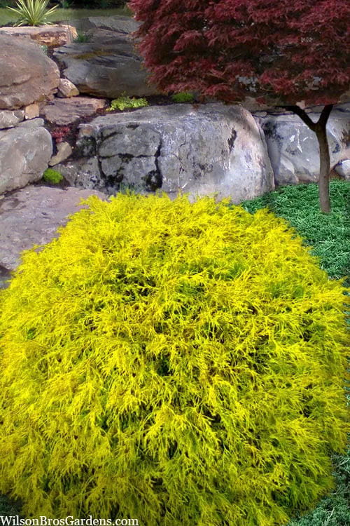 King's Gold Sawara False Cypress - 2 Gallon Pot