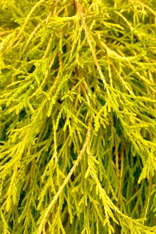 King's Gold Sawara False Cypress - 3 Gallon Pot - Image 4