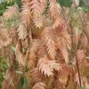 Upland Sea Oats (Chasmanthium Latifolium) - 5 Pack Of Quart Pots