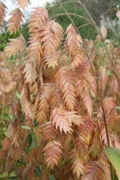 Upland Sea Oats (Chasmanthium Latifolium) - 5 Pack Of Quart Pots