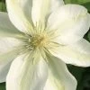 Guernsey Cream Clematis - 1 Gallon Pot
