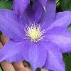 H. F. Young Clematis - 3 Gallon Pot