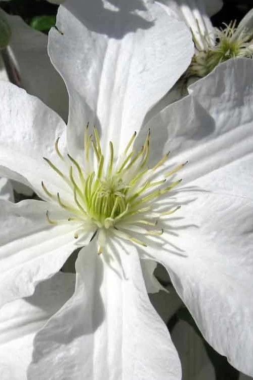 John Huxtable Clematis - 1 Gallon Pot - Image 5