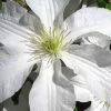 John Huxtable Clematis - 1 Gallon Pot