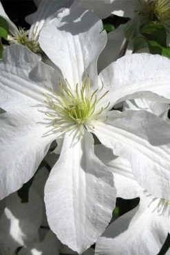 John Huxtable Clematis - 1 Gallon Pot