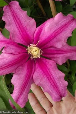 Liberation Clematis - 1 Gallon Pot