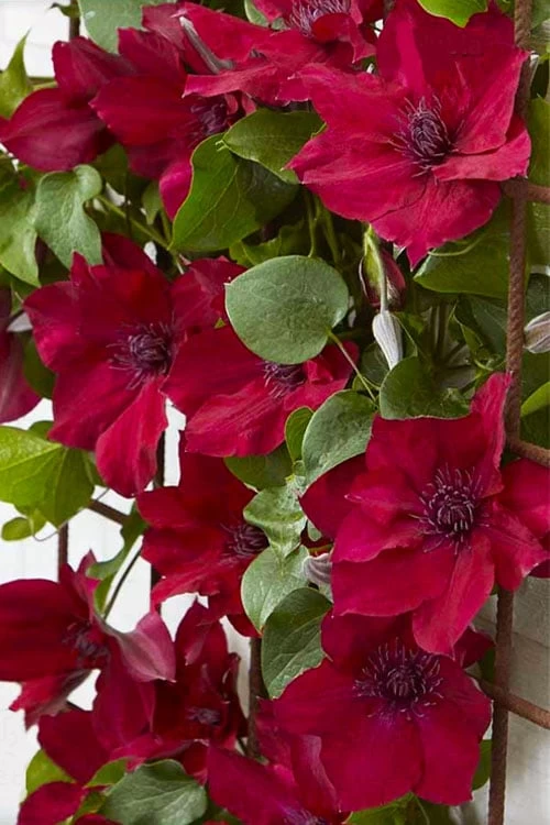 Nubia Clematis - 1 Gallon Pot - Image 6