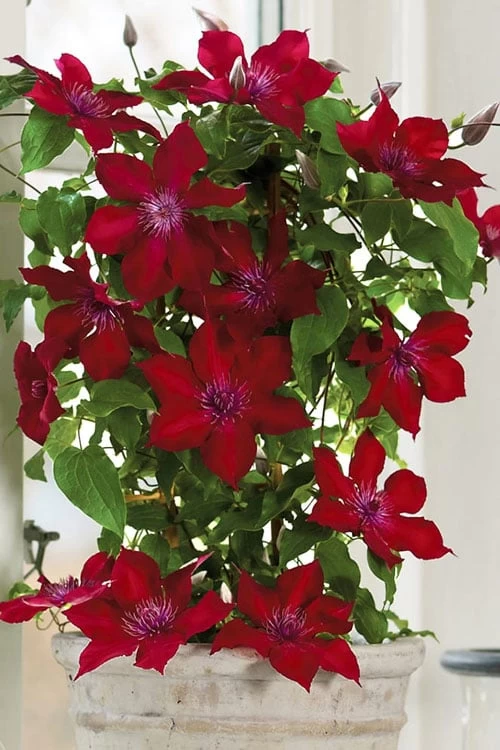 Nubia Clematis - 1 Gallon Pot - Image 7