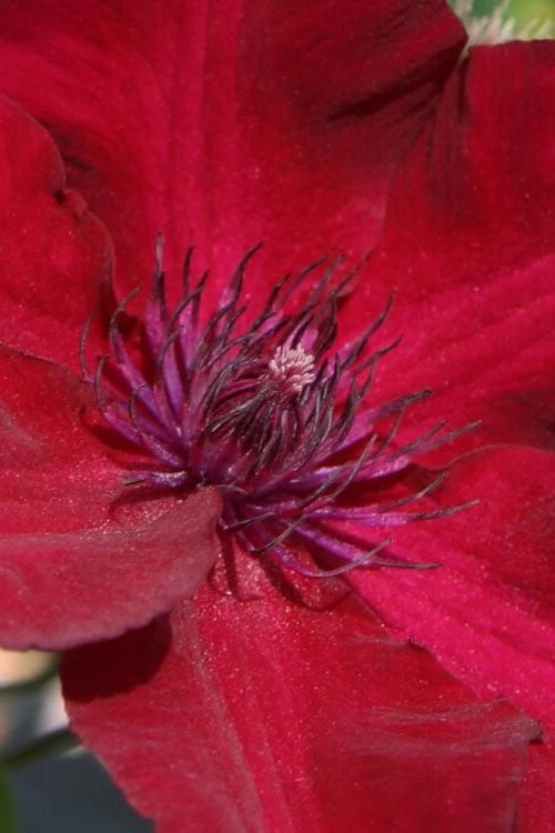 Nubia Clematis - 1 Gallon Pot - Image 4