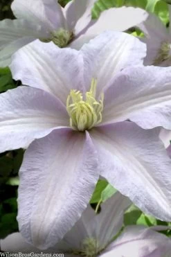Silver Moon Clematis - 1 Gallon Pot