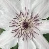 Snow Queen Clematis - 1 Gallon Pot