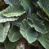 Maximus Gigante Hardy Elephant Ear (Colocasia) - 5 Gallon Pot