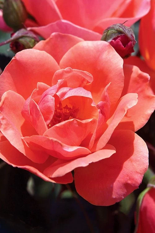 Coral Knock Out Rose - 3 Gallon Pot