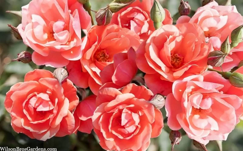 Coral Knock Out Rose - 3 Gallon Pot - Image 5