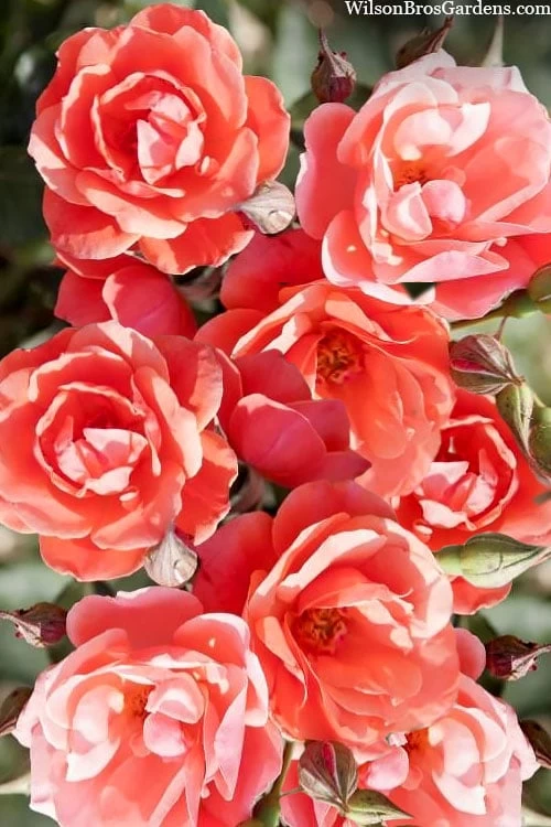 Coral Knock Out Rose - 3 Gallon Pot - Image 4