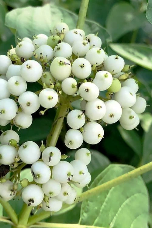 Bailey Red Twig Dogwood (Cornus Sericea 'Baileyi') - 5 Gallon Pot - Image 6