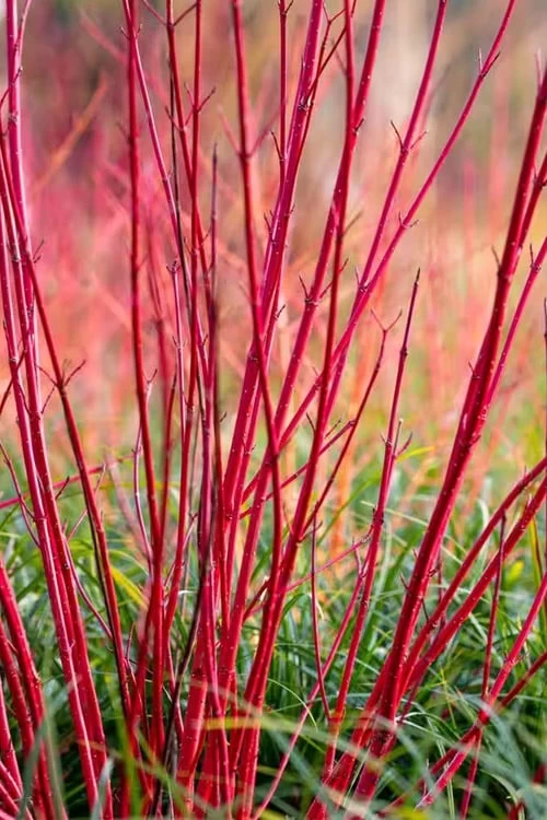 Bailey Red Twig Dogwood (Cornus Sericea 'Baileyi') - 5 Gallon Pot