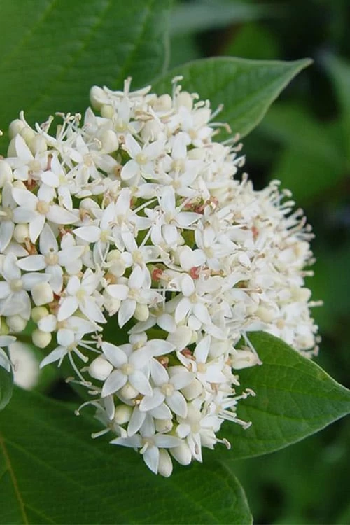 Bailey Red Twig Dogwood (Cornus Sericea 'Baileyi') - 5 Gallon Pot - Image 5
