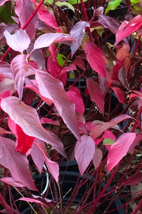 Bailey Red Twig Dogwood (Cornus Sericea 'Baileyi') - 5 Gallon Pot - Image 8