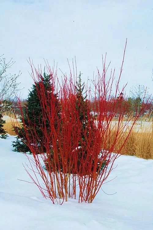 Bailey Red Twig Dogwood (Cornus Sericea 'Baileyi') - 5 Gallon Pot - Image 7