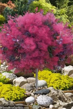 Dusky Maiden Smoke Tree (Single Trunk Topiary) - 7 Gallon Pot (4-5')