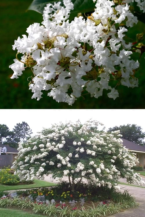 Acoma Weeping White Crape Myrtle - 1 Gallon Pot - Image 4