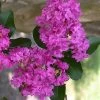 Zuni Purple Crape Myrtle - 6 Pack 1 Gallon Pots