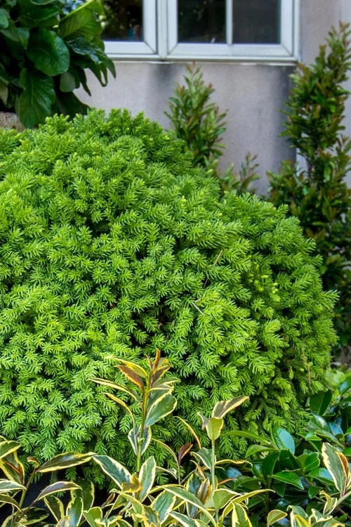 Dragon Prince Cryptomeria - 2 Gallon Pot - Image 6