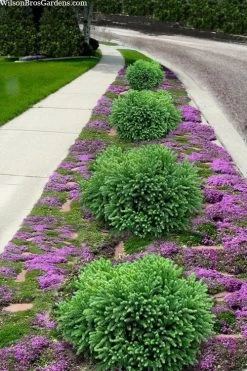 Dragon Prince Cryptomeria - 2 Gallon Pot