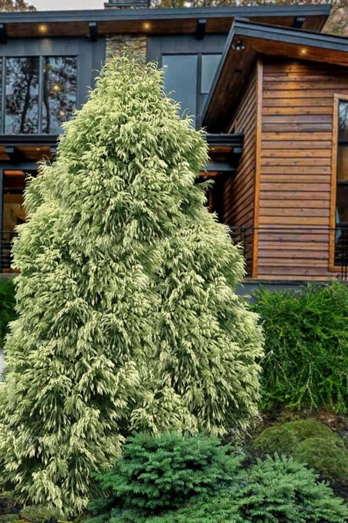 Sekken Sugi Golden Cryptomeria (Japanese Cedar) - 5 Gallon Pot - Image 5
