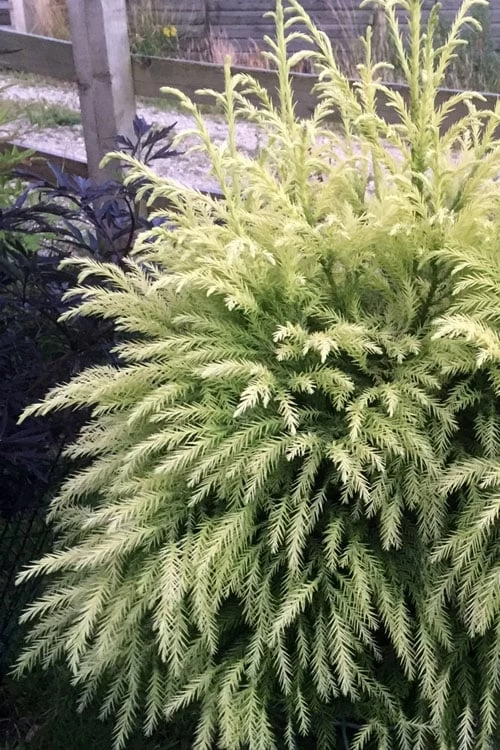 Sekken Sugi Golden Cryptomeria (Japanese Cedar) - 5 Gallon Pot - Image 4