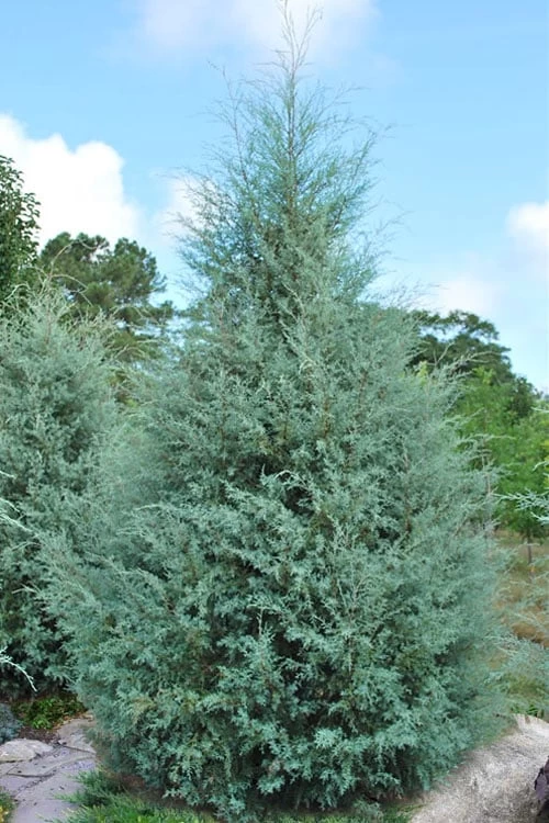 Carolina Sapphire Arizona Cypress - 7 Gallon Pot (4-5') - Image 7