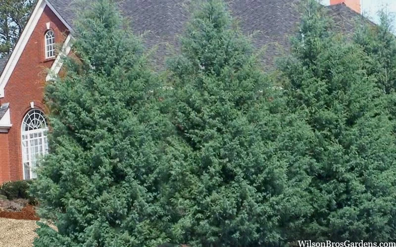 Carolina Sapphire Arizona Cypress - 7 Gallon Pot (4-5') - Image 6