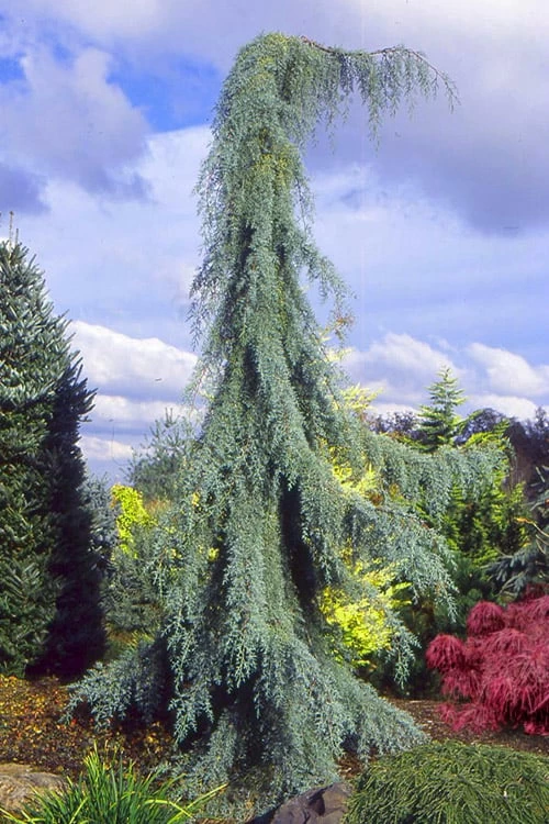 Raywood Weeping Arizona Cypress - 6 Gallon Pot
