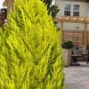 Goldcrest Monterey Lemon Cypress - 3 Gallon Pot